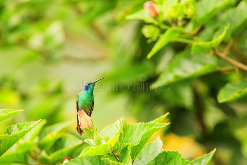 Grönt violett-öra som sitter på blomman, kolibri från den tropiska skogen, Peru, fågel som sätta sig, mycket liten fågel som vila royaltyfria bilder Grönt violett-öra som sitter på blomman, kolibri från den tropiska skogen, Peru, fågel som sätta sig, mycket liten fågel som vila royaltyfria bilder
