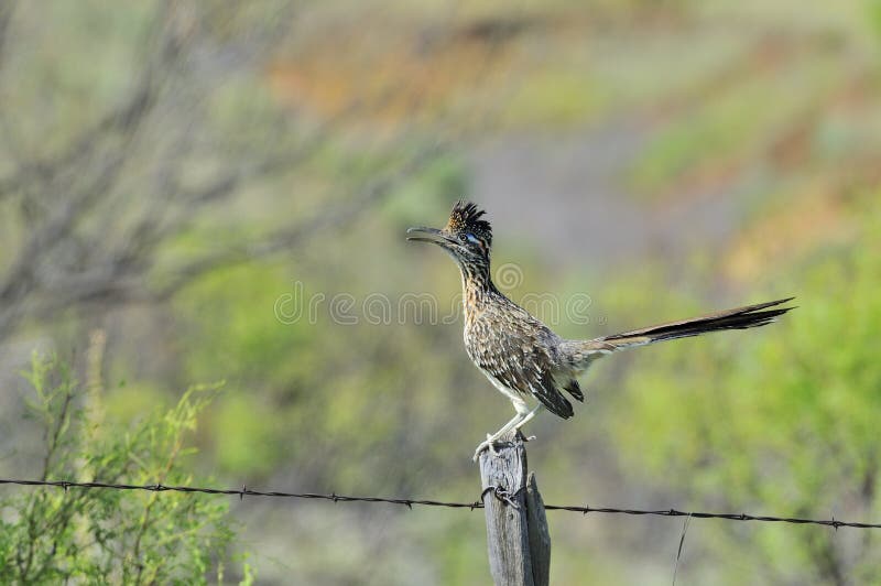View of female greater roadrunner perched on old fence post, near Amarillo, Texas, United States. View of female greater roadrunner perched on old fence post, near Amarillo, Texas, United States