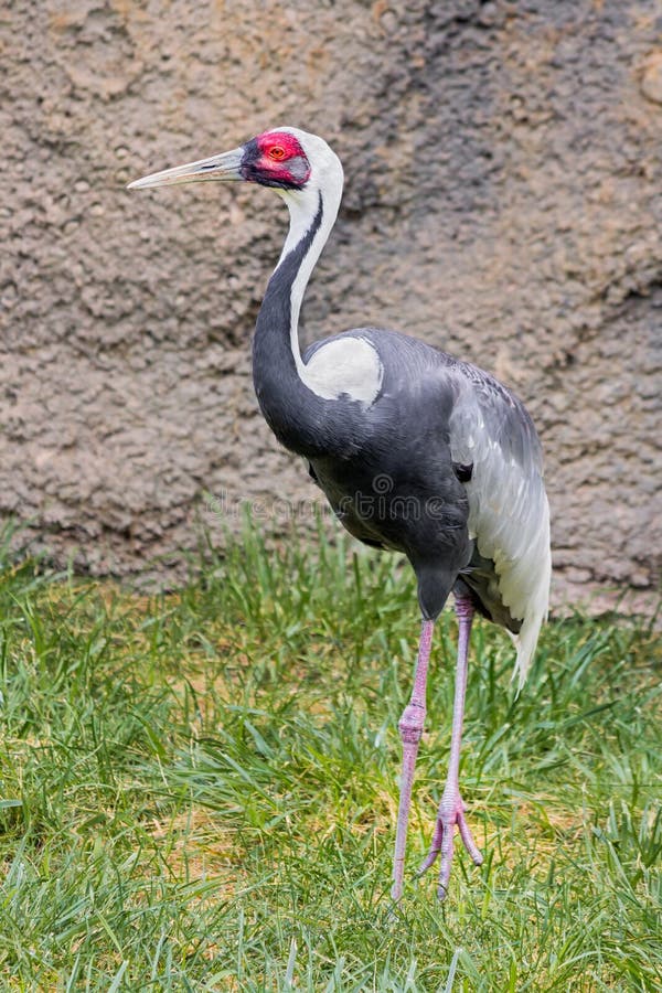 A red-crowned crane is a very rare and endangered bird indigenous to parts of Eastern Asia. A red-crowned crane is a very rare and endangered bird indigenous to parts of Eastern Asia.