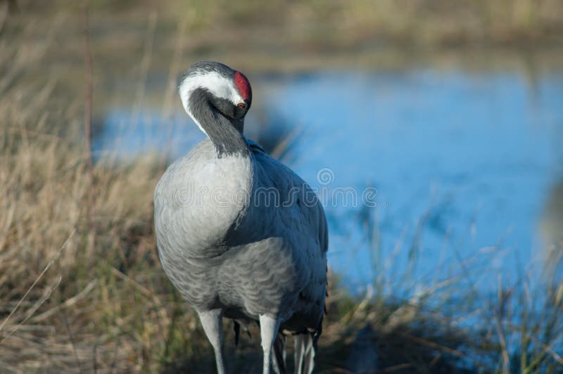 Grúas grus grus comunes en una laguna. fotografía de archivo
