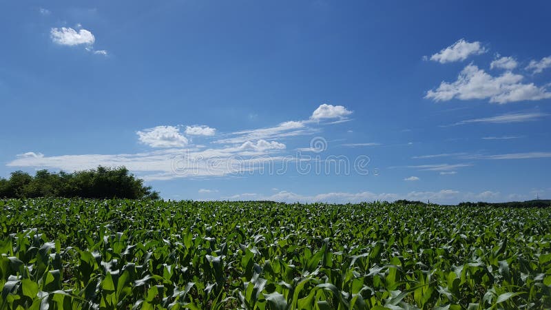 Grün und Blau lizenzfreie stockfotografie