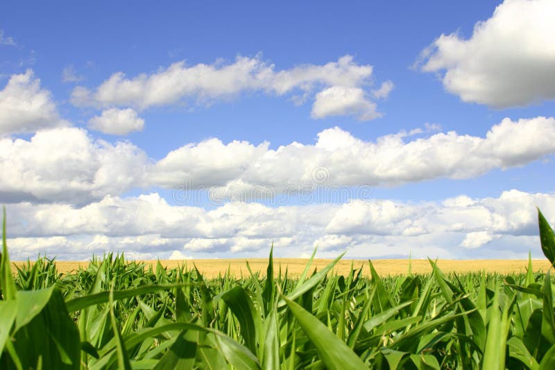 Grün-und Goldfelder, blaue Himmel stockbild Grün-und Goldfelder, blaue Himmel stockbild