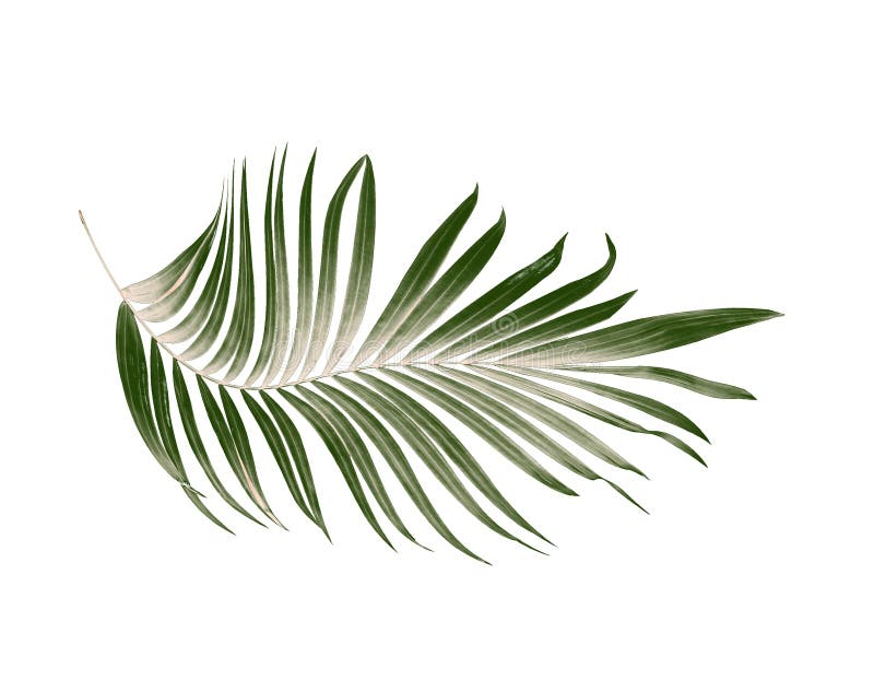 Grünblätter der Palme auf weißem Hintergrund