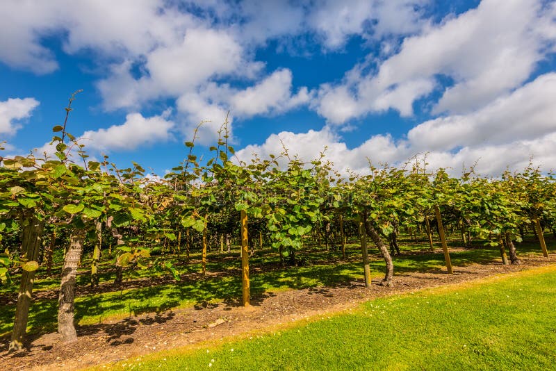 Grünblätter gegen einen blauen Himmel stockbilder Grünblätter gegen einen blauen Himmel stockbilder