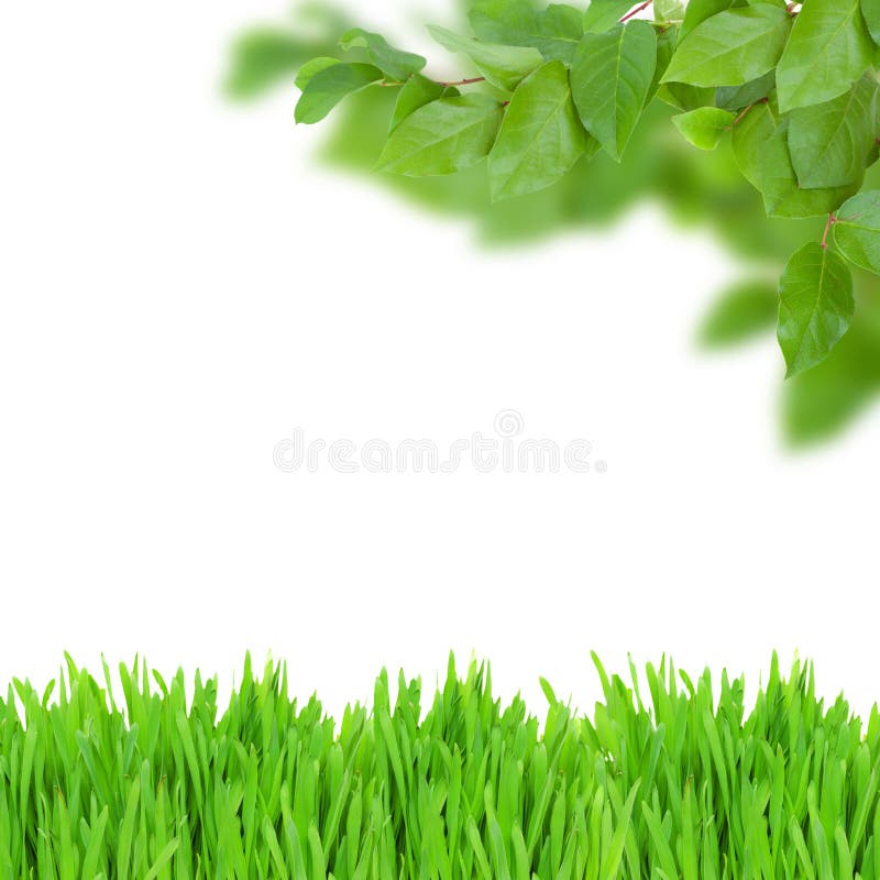 Grünblätter und -gras stock abbildung Grünblätter und -gras stock abbildung