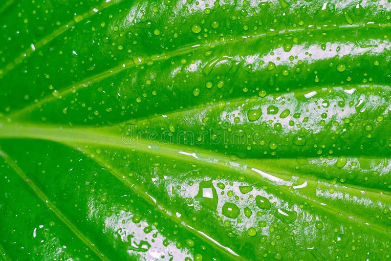 Grünblätter von Hosta im Sommer lizenzfreie stockfotos Grünblätter von Hosta im Sommer lizenzfreie stockfotos