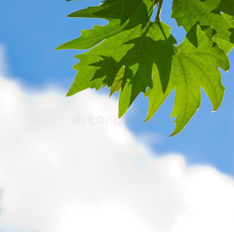 Grünblätter über blauem Himmel lizenzfreies stockbild Grünblätter über blauem Himmel lizenzfreies stockbild