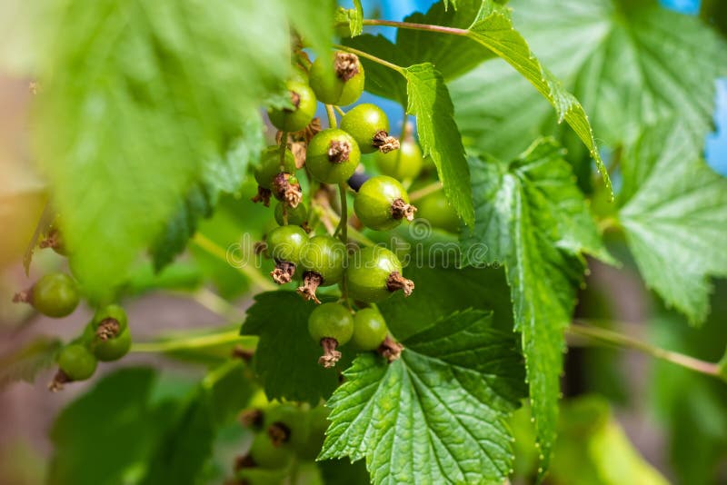Grüne Beeren von Johannisbeeren auf grünem Hintergrund auf einer Sommermakro-Fotografie lizenzfreie stockfotos