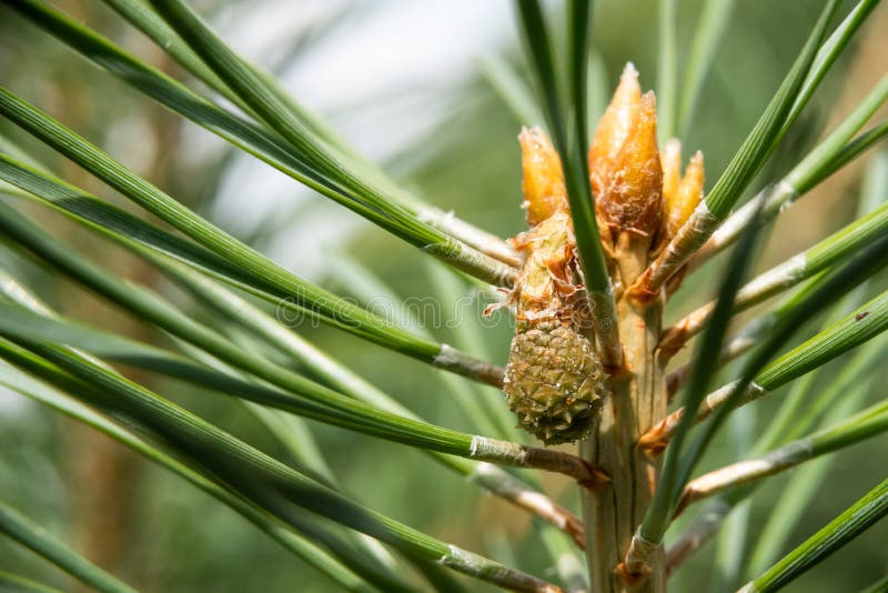Grüne Bergkiefer Pinus mugo Nahaufnahme mit jungen Kegeln auf unscharfem buntem Herbstwaldhintergrund mit schönem bokeh stockfotos Grüne Bergkiefer Pinus mugo Nahaufnahme mit jungen Kegeln auf unscharfem buntem Herbstwaldhintergrund mit schönem bokeh stockfotos