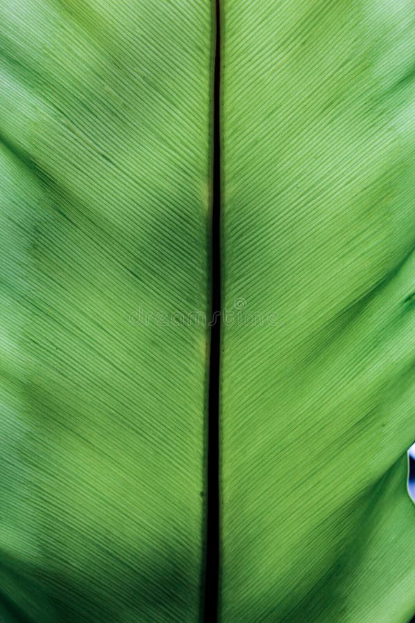 Grüne Blattbeschaffenheit für Hintergrund stockbilder Grüne Blattbeschaffenheit für Hintergrund stockbilder