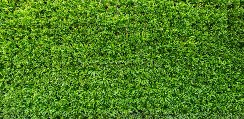 Grüne Blattwand und -hintergrund lizenzfreie stockfotos Grüne Blattwand und -hintergrund lizenzfreie stockfotos