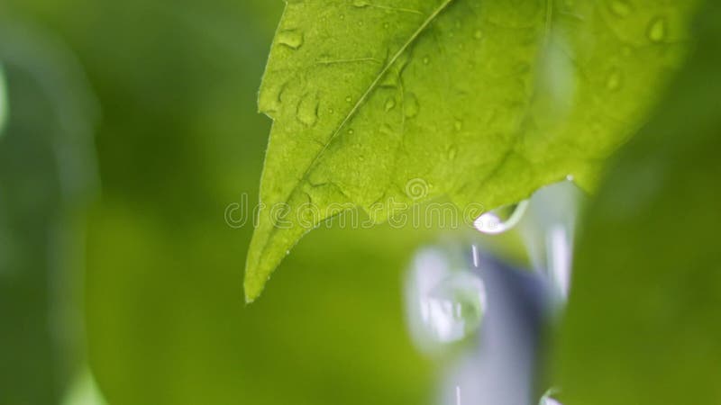 Grüne Blätter im Regen. Wassertropfen herunterrollen