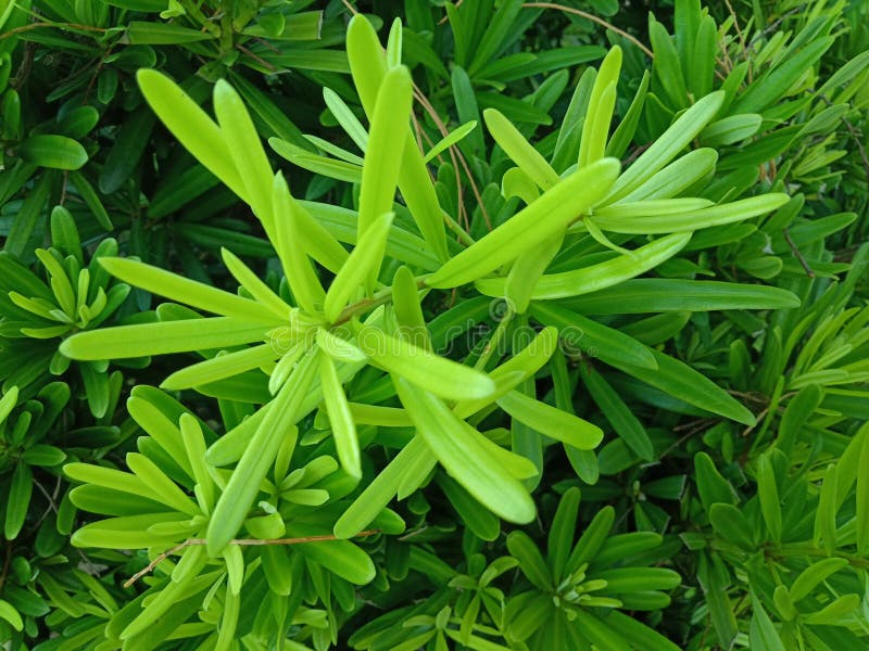 Grüne Blätter schließen oben schönes im Garten stockbild Grüne Blätter schließen oben schönes im Garten stockbild