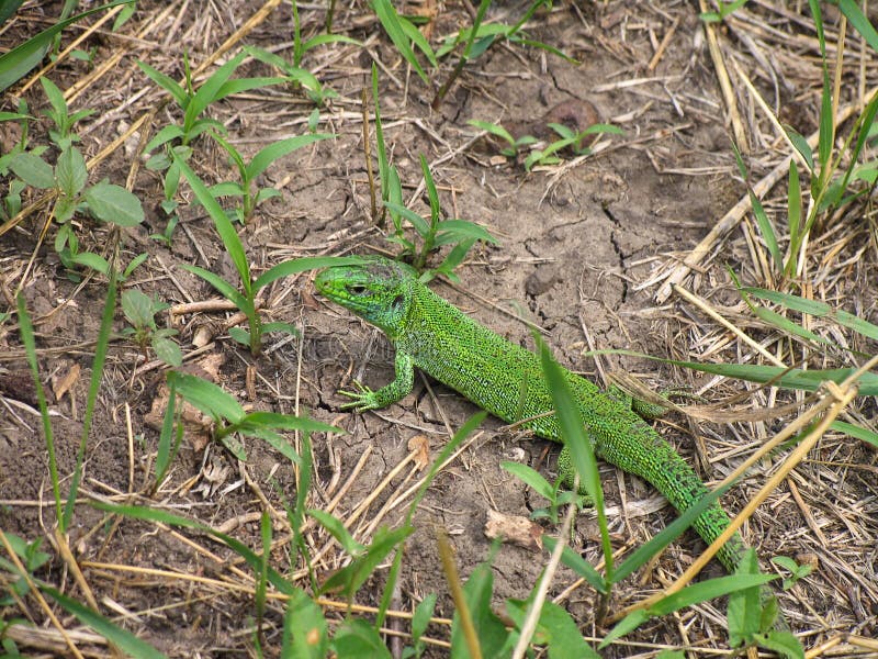 Grüne Eidechse (Lacerta) aufpassend in Gras stockfotos Grüne Eidechse (Lacerta) aufpassend in Gras stockfotos