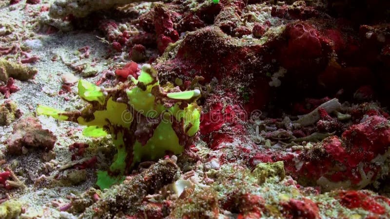 Grüne Fischangler anglerfishe Jagd in den Korallenriffen