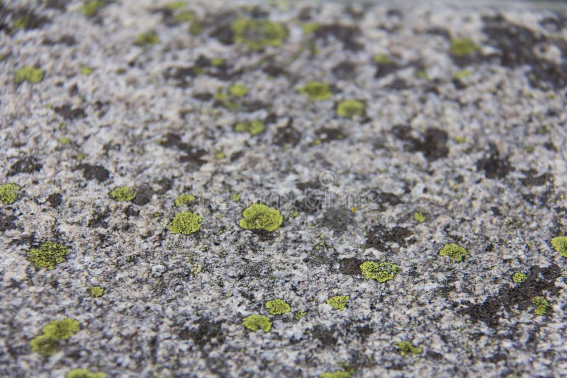 Grüne Flechten auf einem hellgrauen Felsen. Zusammenfassung von grünen Flechten fand auf einem grauen Felsen, der in Oslo, Norwegen gefunden wurde Fokuspunkt ist Bauchbinde