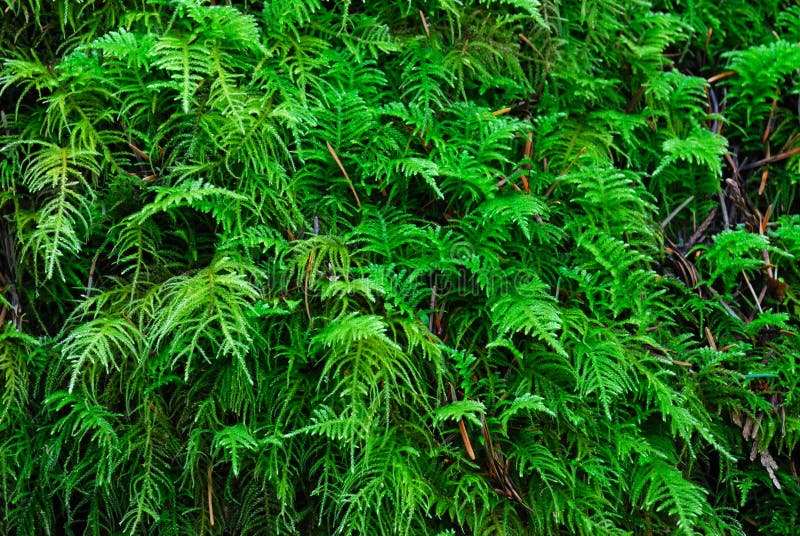 Grüne Flechten auf Felsen lizenzfreie stockfotos