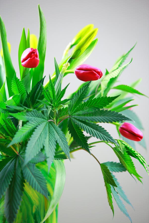 Grüne frische große Blätter des Marihuanas (Hanf), Hanfanlage in einem n lizenzfreie stockfotografie Grüne frische große Blätter des Marihuanas (Hanf), Hanfanlage in einem n lizenzfreie stockfotografie