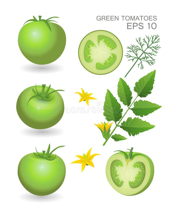 Grüne frische Tomaten stock abbildung Grüne frische Tomaten stock abbildung