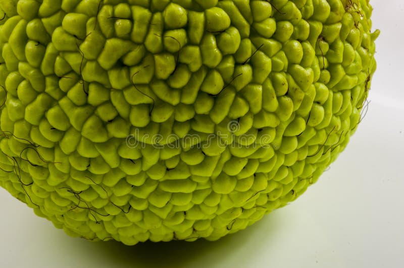 Grüne Frucht von Maclura pomifera, Osage-Orange, Pferdeapfel, Adam-Apfel wachsen auf weißem Holztisch lizenzfreie stockbilder