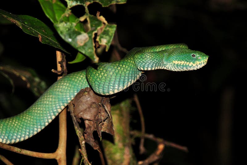 Grüne Grubenviper stockbild Grüne Grubenviper stockbild
