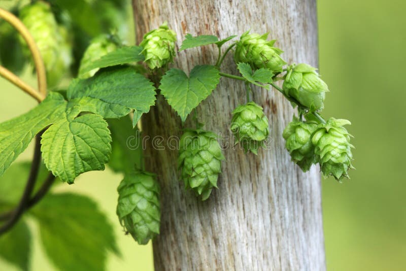 Grüne Hopfen wird als Bestandteil des Bieres benutzt