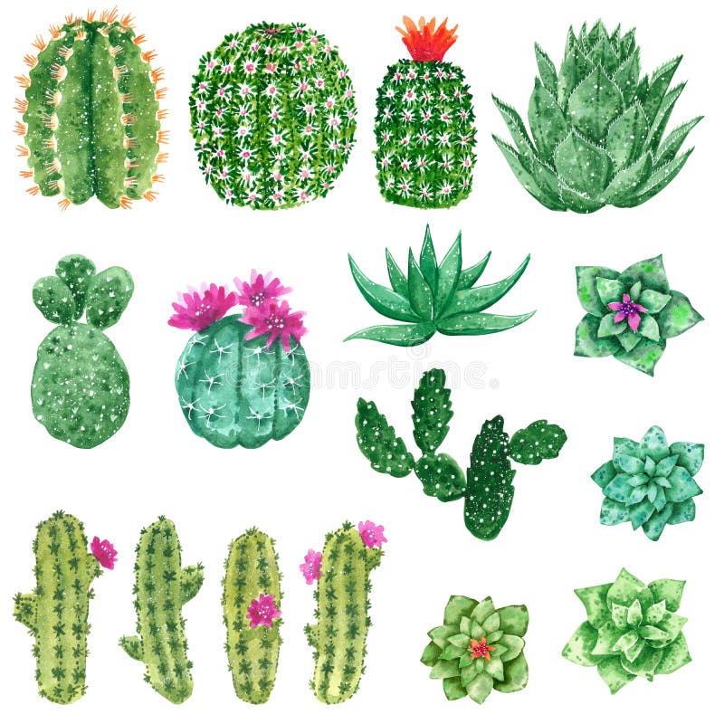 Grüne Kakteen, die mit Rosa und orange Blumen, Handgezogene Aquarellillustration blühen stock abbildung Grüne Kakteen, die mit Rosa und orange Blumen, Handgezogene Aquarellillustration blühen stock abbildung