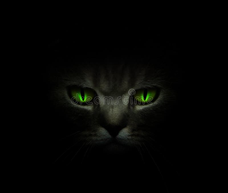 Grüne Katzenaugen, die in die Dunkelheit glühen