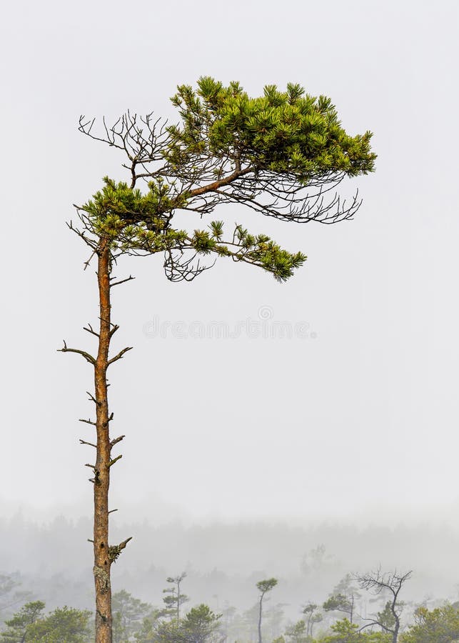 Grüne Kiefer im Wald, Nebel im Frühsommer stockfotos Grüne Kiefer im Wald, Nebel im Frühsommer stockfotos