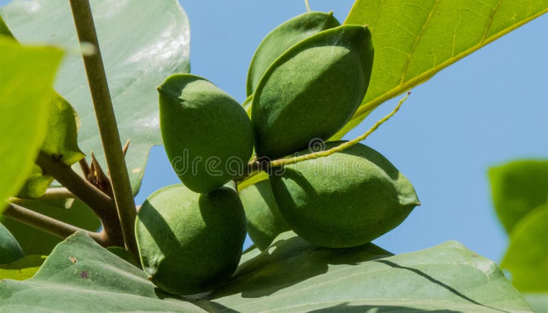 Grüne Mandeln auf Baum-Nahaufnahmeschuß lizenzfreies stockfoto Grüne Mandeln auf Baum-Nahaufnahmeschuß lizenzfreies stockfoto