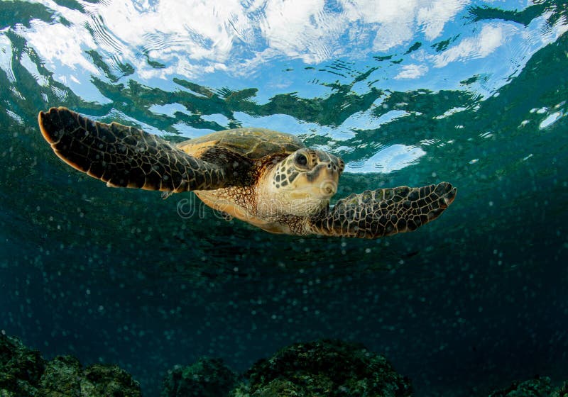 Large green sea turtle, an icon of Hawaii`s coral reef, swims in shallow water before coming to the surface to breathe. Large green sea turtle, an icon of Hawaii`s coral reef, swims in shallow water before coming to the surface to breathe