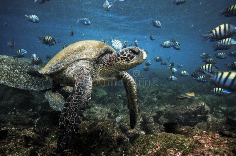 Grüne Meeresschildkröten und Sergeant Major-Fische stockfotos Grüne Meeresschildkröten und Sergeant Major-Fische stockfotos