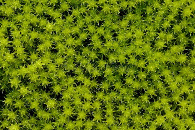 Grüne Moos-Beschaffenheit Yakutia, Sibirien, Russland stockfotos Grüne Moos-Beschaffenheit Yakutia, Sibirien, Russland stockfotos
