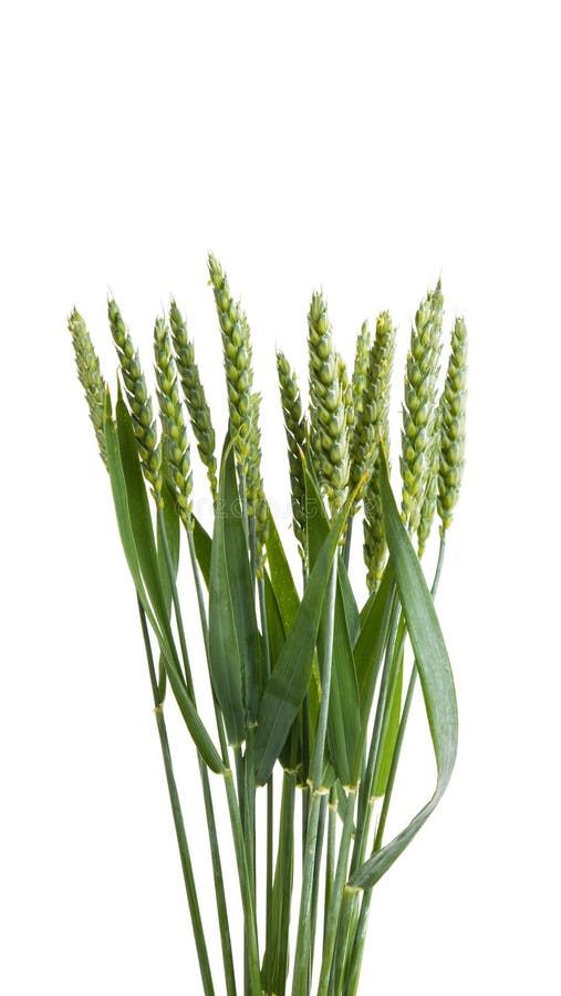 Grüne Ohren des Weizens lokalisiert lizenzfreies stockbild Grüne Ohren des Weizens lokalisiert lizenzfreies stockbild