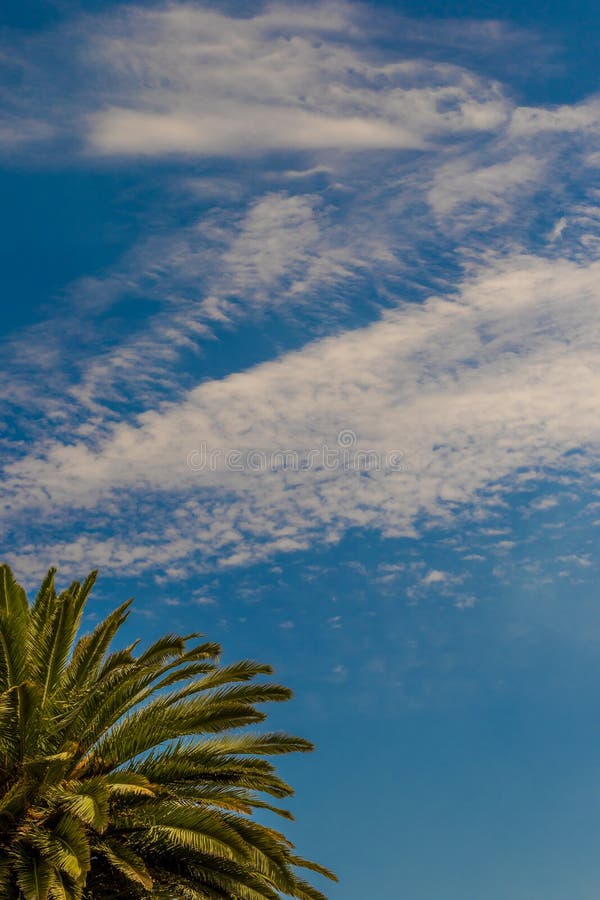 Grüne Palme gegen einen blauen Himmel mit weißen Wolken lizenzfreie stockfotos Grüne Palme gegen einen blauen Himmel mit weißen Wolken lizenzfreie stockfotos