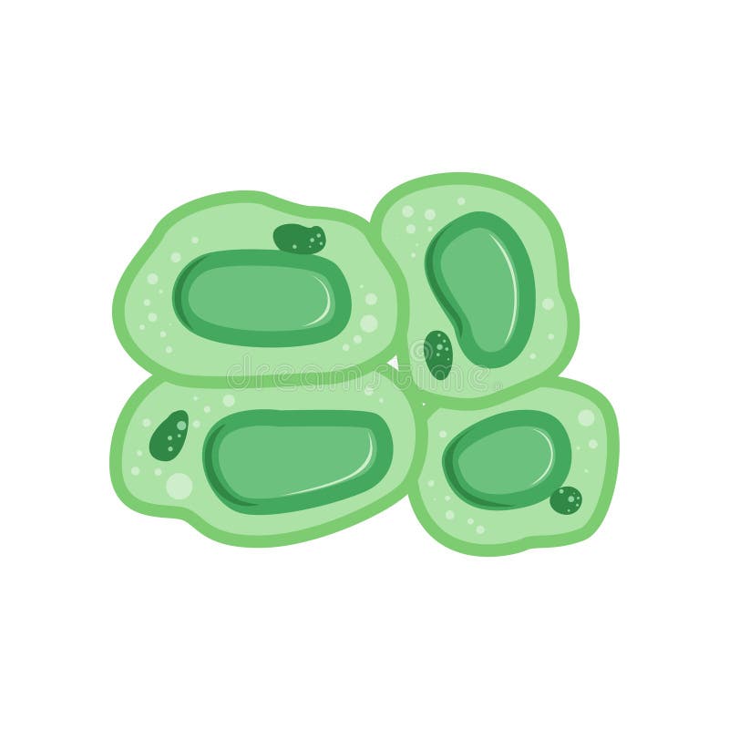 Grüne Pflanzenzellen mit Kern Biologie und Mikrobiologiekonzept Flache Vektordesignschablone für die Medizin infographic stock abbildung
