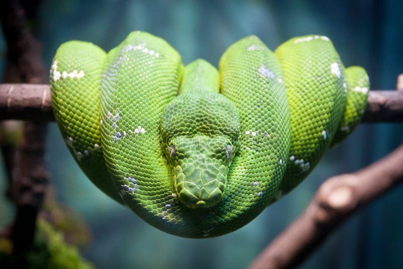 Grüne Pythonschlange stockfotos Grüne Pythonschlange stockfotos