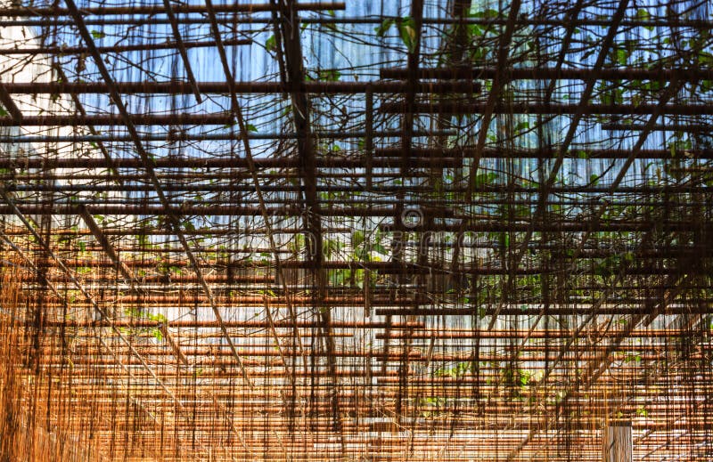 Grüne Rattanbetriebslandschaftsschutznahaufnahme-Detailansicht lizenzfreie stockfotografie Grüne Rattanbetriebslandschaftsschutznahaufnahme-Detailansicht lizenzfreie stockfotografie