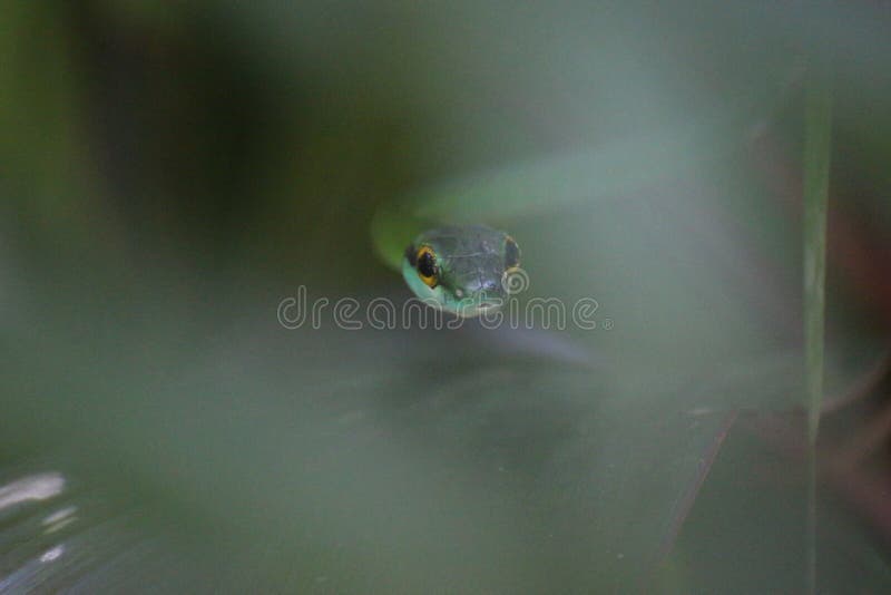 Grüne Rebschlange, Costa Rica lizenzfreie stockfotografie Grüne Rebschlange, Costa Rica lizenzfreie stockfotografie
