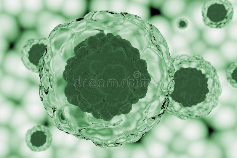 Grüne Stammzellen