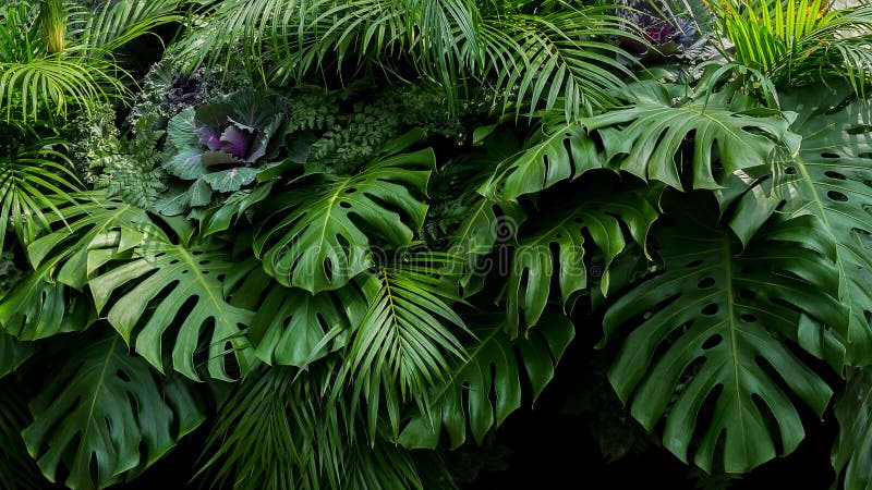 Grüne tropische Blätter von Monstera, von Farn und von Palmwedeln das rai