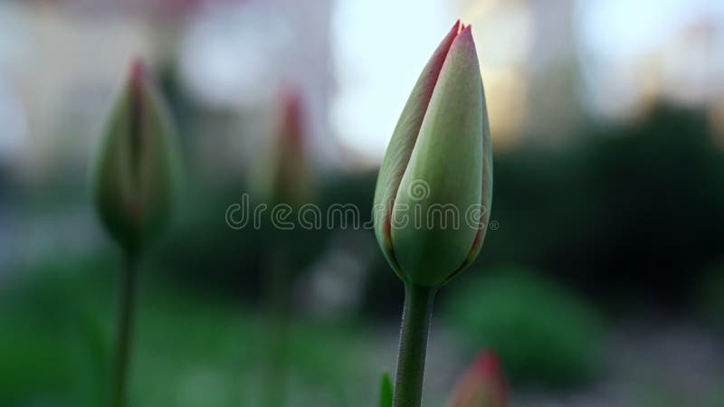 Grüne Tulpen blühen im Frühjahr. kaltes Wetter im Frühjahrsgarten.