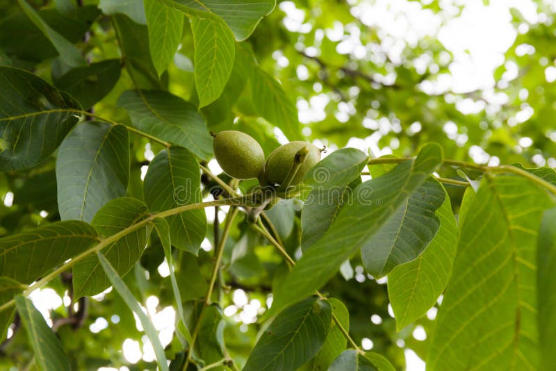 Grüne Walnuss auf einem Baum stockfoto Grüne Walnuss auf einem Baum stockfoto