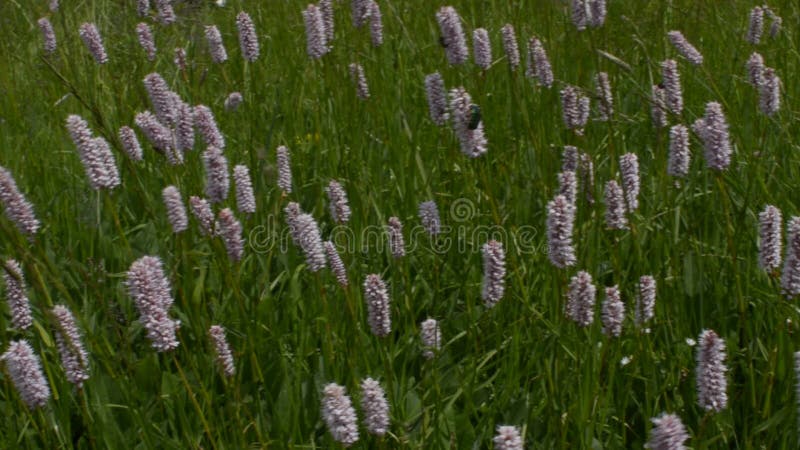 Grüne Wanze auf rosa Wildflowers