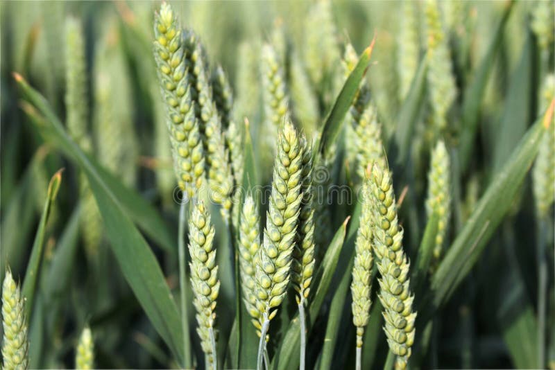 Green wheat spike, close up image. Green wheat spike, close up image.