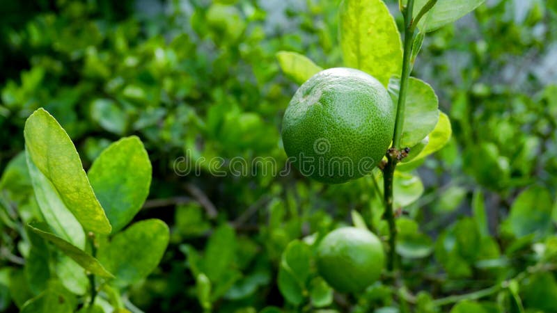 Grüne Zitronen auf den Zitronenbäumen im Garten lizenzfreies stockbild Grüne Zitronen auf den Zitronenbäumen im Garten lizenzfreies stockbild