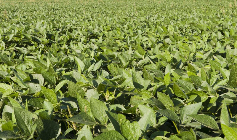 Grünen Sie Bauernhoffeld stockfoto