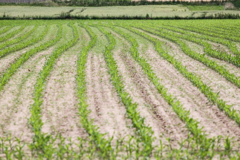 Grünen Sie Bauernhoffeld stockfoto