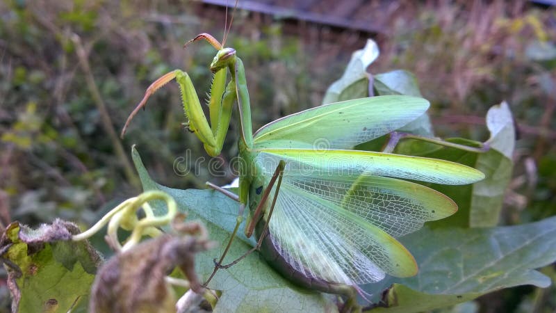 Grünen Sie betenden Mantis Nettes Insekt stockbilder Grünen Sie betenden Mantis Nettes Insekt stockbilder