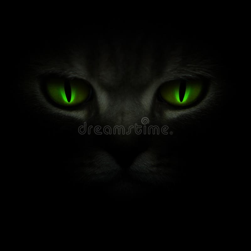 Grünen Sie die Katzenaugen, die in die Dunkelheit glühen